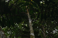 Iriartea deltoidea