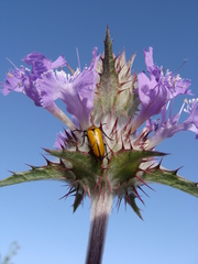 Salvia carduacea