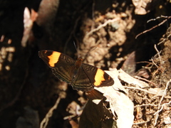 Adelpha boreas boreas