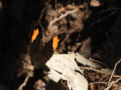 Adelpha boreas boreas