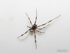 Latrodectus mirabilis