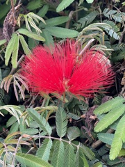 Calliandra tweediei