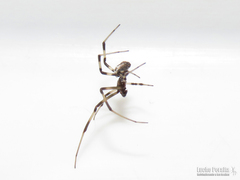 Latrodectus mirabilis