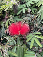 Calliandra tweediei