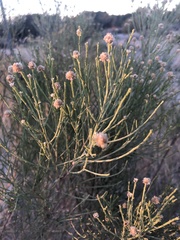 Lepidospartum squamatum