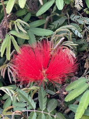 Calliandra tweediei