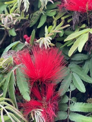 Calliandra tweediei