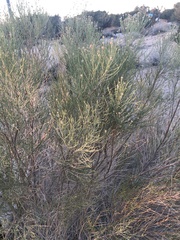 Lepidospartum squamatum