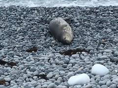 Leptonychotes weddellii