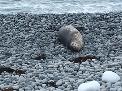 Leptonychotes weddellii