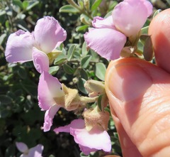 Podalyria variabilis