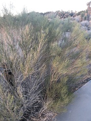 Lepidospartum squamatum