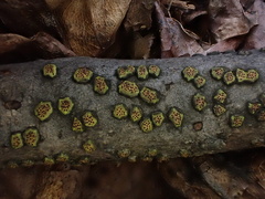Diatrype virescens