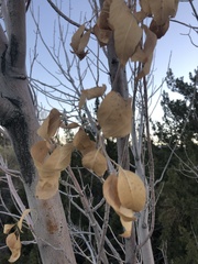 Populus fremontii