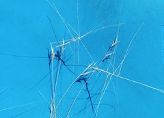 Scleropogon brevifolius