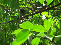 Garcinia cowa