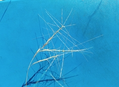 Scleropogon brevifolius