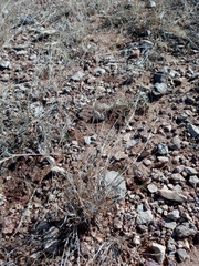 Scleropogon brevifolius