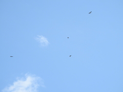 Rostrhamus sociabilis