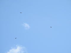 Rostrhamus sociabilis