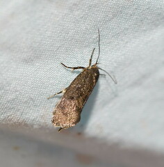 Leistomorpha brontoscopa