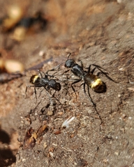 Tanaemyrmex