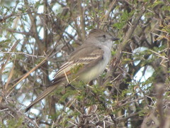 Myiarchus cinerascens