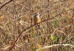 Emberiza cioides
