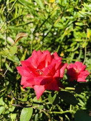 Rosa