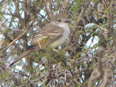 Myiarchus cinerascens