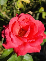 Rosa