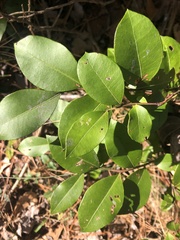 Lyonia lucida