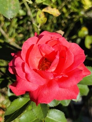Rosa