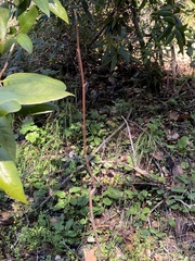 Dirca occidentalis