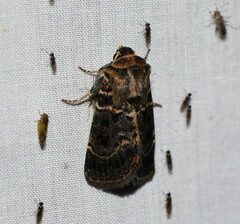 Proteuxoa sanguinipuncta