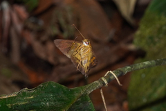Nascus phocus