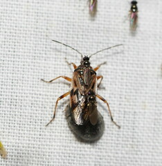Trisecus pictus