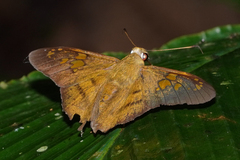 Nascus phocus