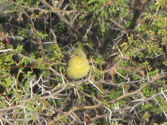 Spinus psaltria