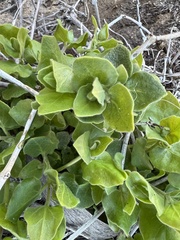 Mirabilis tenuiloba