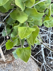 Mirabilis tenuiloba