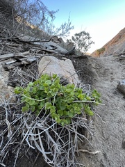 Mirabilis tenuiloba
