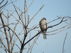 Spizella passerina