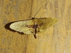 Idaea gemmata