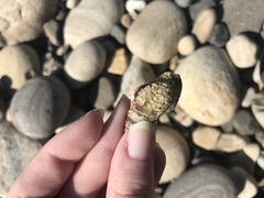 Buccinoidea