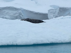 Leptonychotes weddellii