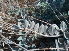 Astragalus mollissimus