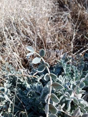 Astragalus mollissimus