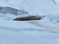 Leptonychotes weddellii