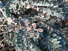 Astragalus mollissimus